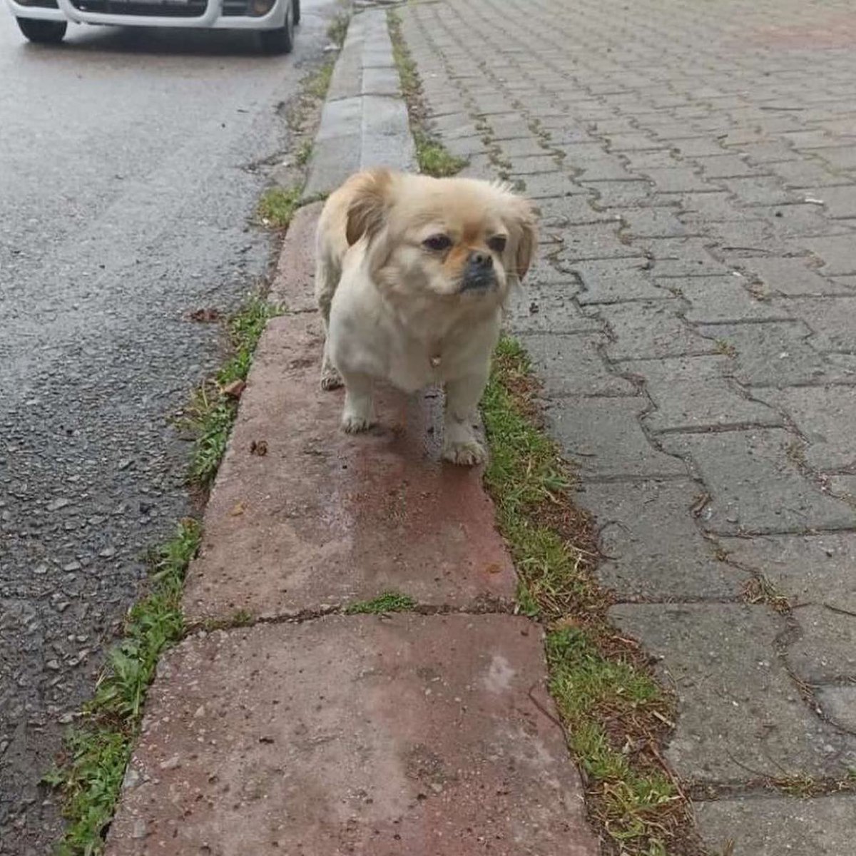 patiarkadas's tweet photo. GEBZE KAYBI OLAN VAR MI
Bu köpek Kocaeli Gebze yenibagdat caddesinde geziyor pembe tasması var Yemek verdim korkak kaçıyor Sahibi inşallah çıkar orda dolanıyor dişi.Dönerci Ahmet var orda dolanıyor. 

İnstagram @busbutunuyle 

#satinalmasahiplen 
#satınalmasahiplen https://t.co/1KLeSSYJTF