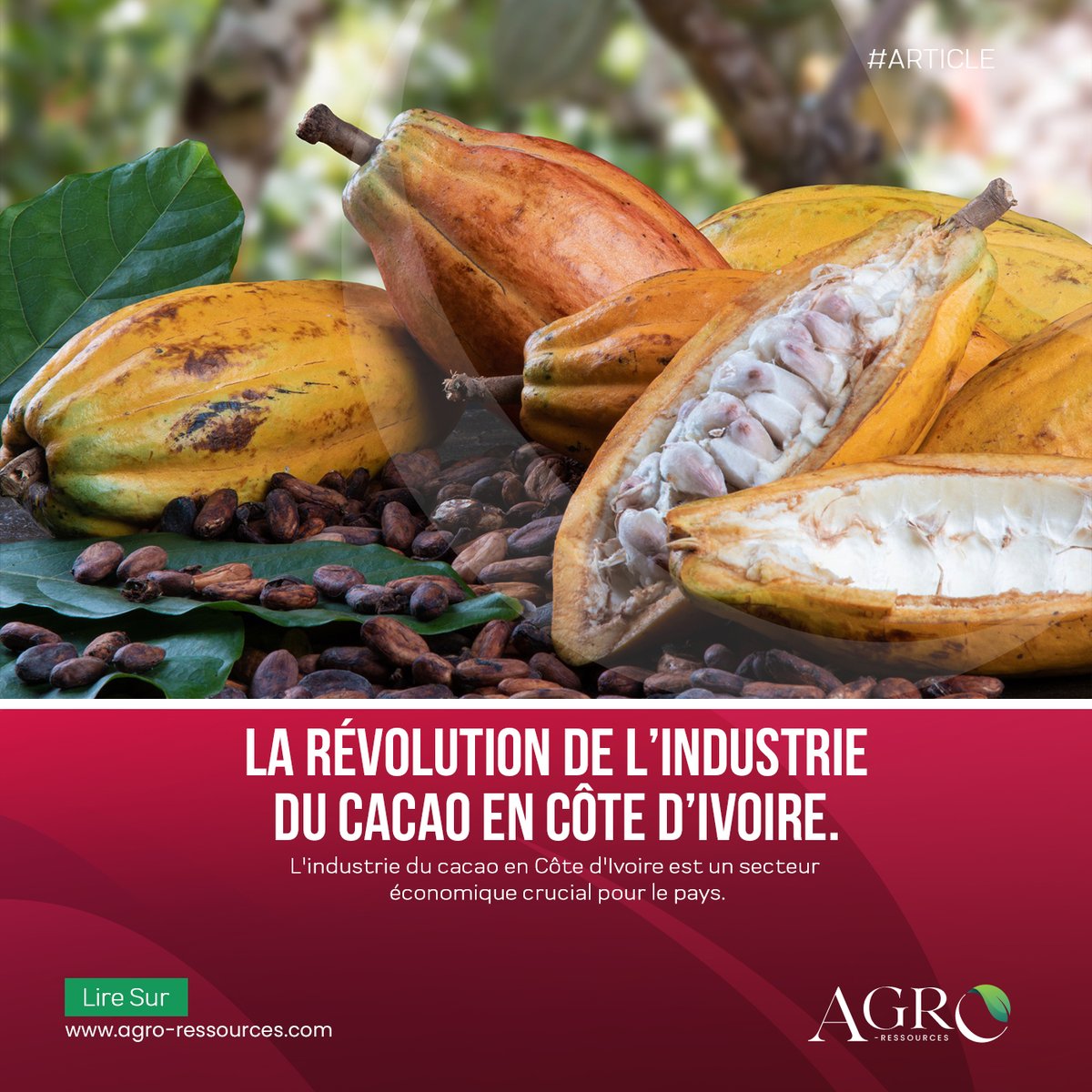 Read the full article at the link below:. . agro-ressources.com

 #tiastgroup #explore #diécouvrir #agrotransformation #agric #agricole #Afriqueouest #manioc #opportunités #germoirdegraines #agroressources