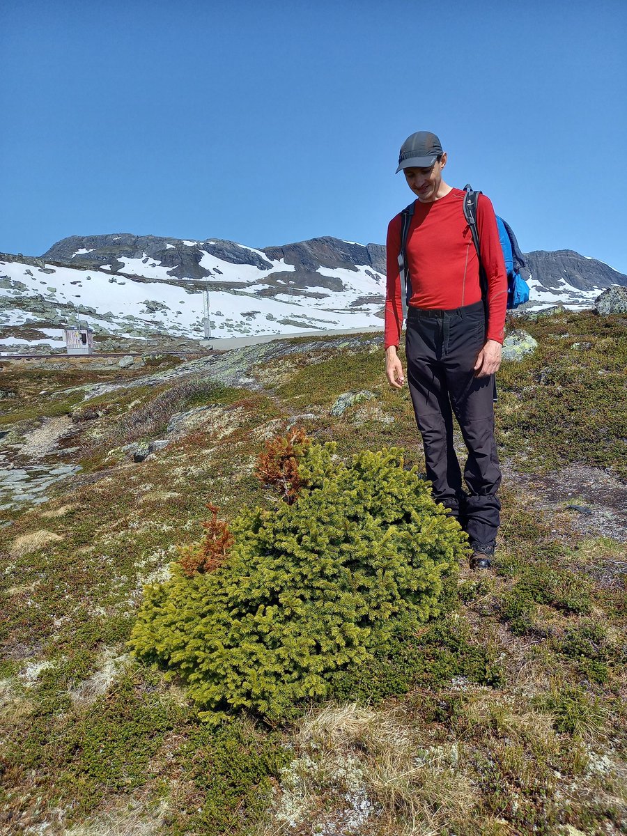 jelenalange's tweet image. Next round of #dendrometer and #microclimate sensor installation in high elevation #pine stands near @AlpineFinse 🇳🇴 @INTERACT66. Nice side effects: we found spruce at &amp;gt;200 m above the current conifer treeline + had a rewarding hike to Hardangerjøkulen! @JTumajer @francesco9995