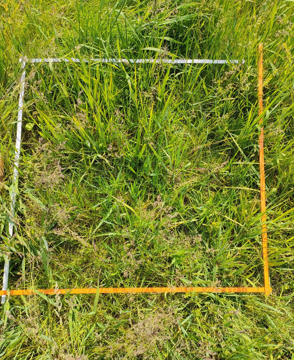 ghazaryangohar's tweet photo. #MoorGrünFE team's exciting journey continues! From Paulinenaue, Randowbruch to Spreewald, we assess vegetation and soil properties in peat grasslands with proximal, UAV, and satellite-based #multispectral & #hyperspectral data. Stay tuned for #FieldworkAdventures! @zalf_leibniz https://t.co/thldFMHXjU