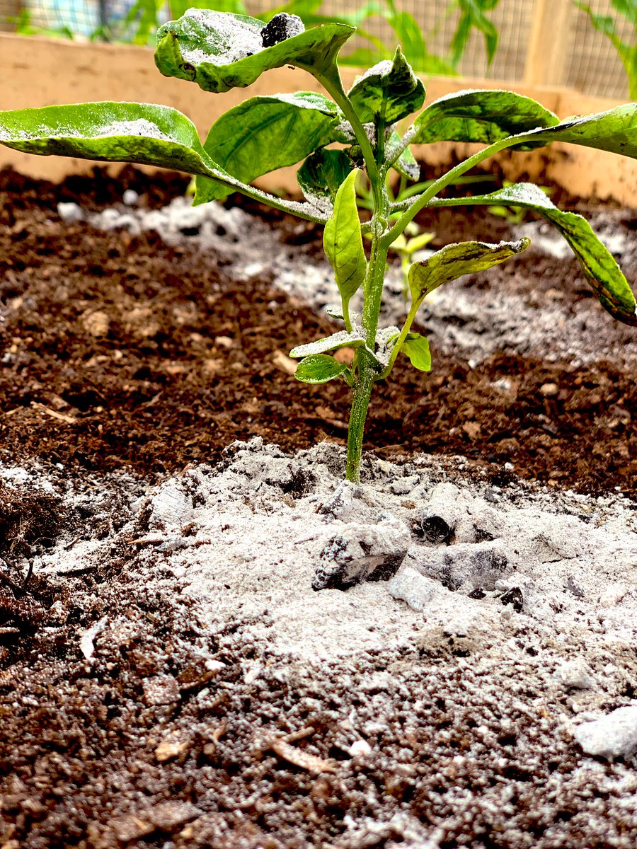 Adding some wood ash to these babies… a little bit of calcium, potassium, iron etc is what we are looking for. Applications must be carefully done cos it might change the medium’s pH…
#OrganicFarming #regenerativefarming #agribusiness