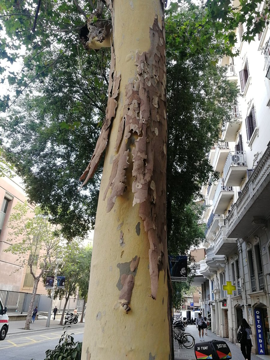 jordipueyo's tweet photo. Els plataners de Barcelona sempre han perdut l'escorça de la manera que l'estan perdent aquests dies? La veritat es que no m'hi havia fixat mai. https://t.co/3AP8mbDdbR