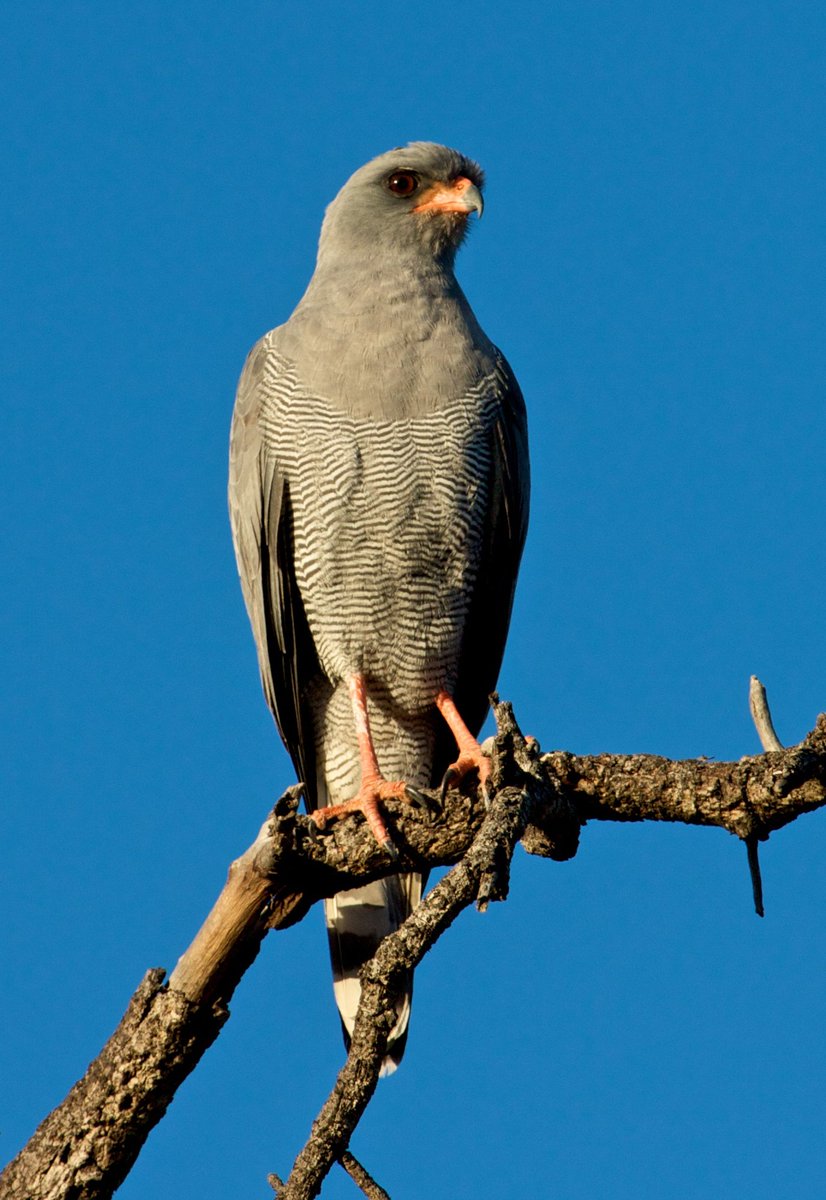 Dark Chanting Goshawk