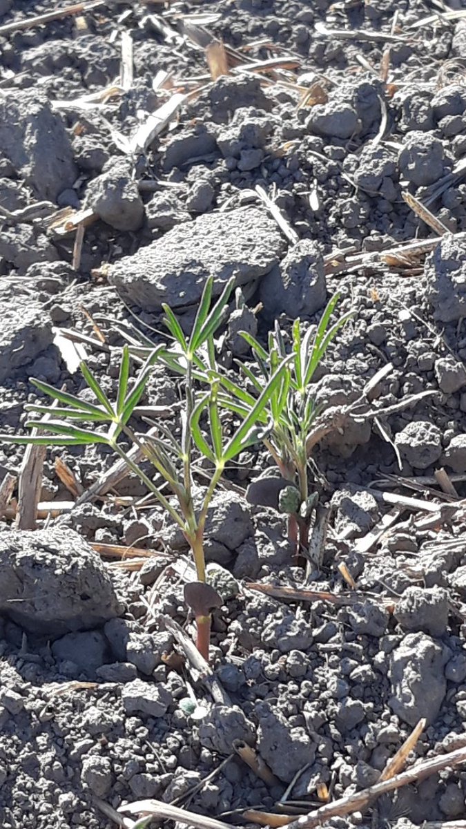 MarjoKeskitalo's tweet photo. Kuusi syötävää palkokasvia #FutureCrops2 @LukeFinland kenttäkokeessa. Osa on taimella, osa kaipaisi vettä. Kuivassa paras alkukehitys tänäkin vuonna #linssi 'llä, jolla rivit näkyvissä. Muut kuvan kasvit #sinilupiini #kikherne #soija https://t.co/qrmWnkZyTM