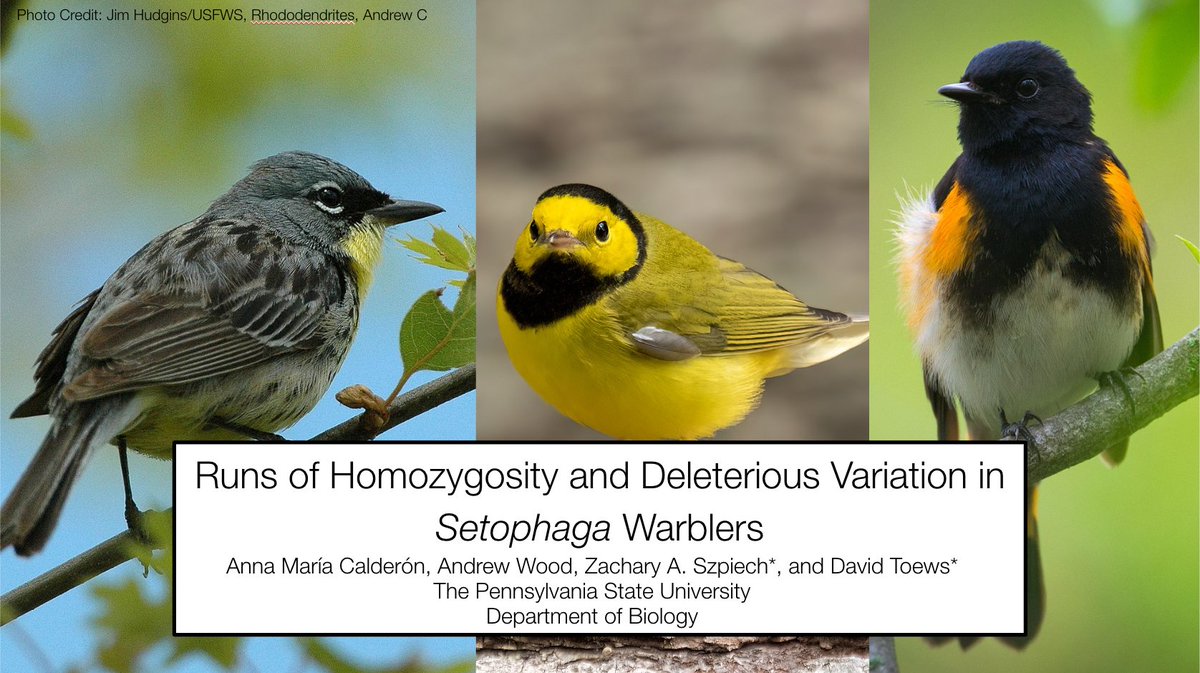 Interested in avian genomics, popgen, and/or rare songbird conservation? Check out my talk on ROH in Setophaga warblers at #Evol2023!

Session: Population Genomics V
Saturday June 24 @ 9:45AM
Aztec/140