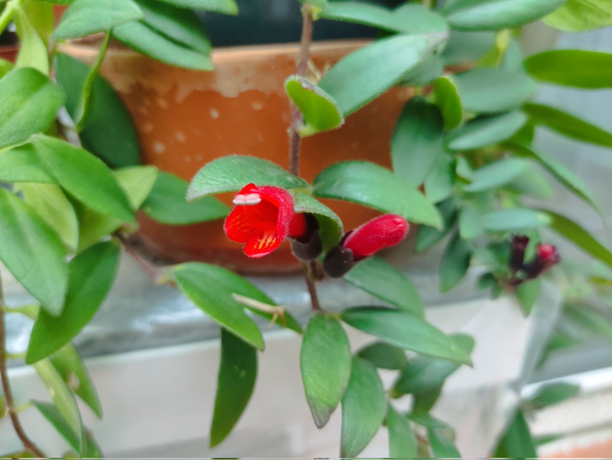 Rqlmntns's tweet photo. ☀️ Dientecitos de la pintalabios 🤣#Aeschynanthus https://t.co/prSvhvFzkm