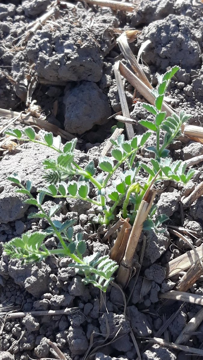 MarjoKeskitalo's tweet photo. Kuusi syötävää palkokasvia #FutureCrops2 @LukeFinland kenttäkokeessa. Osa on taimella, osa kaipaisi vettä. Kuivassa paras alkukehitys tänäkin vuonna #linssi 'llä, jolla rivit näkyvissä. Muut kuvan kasvit #sinilupiini #kikherne #soija https://t.co/qrmWnkZyTM