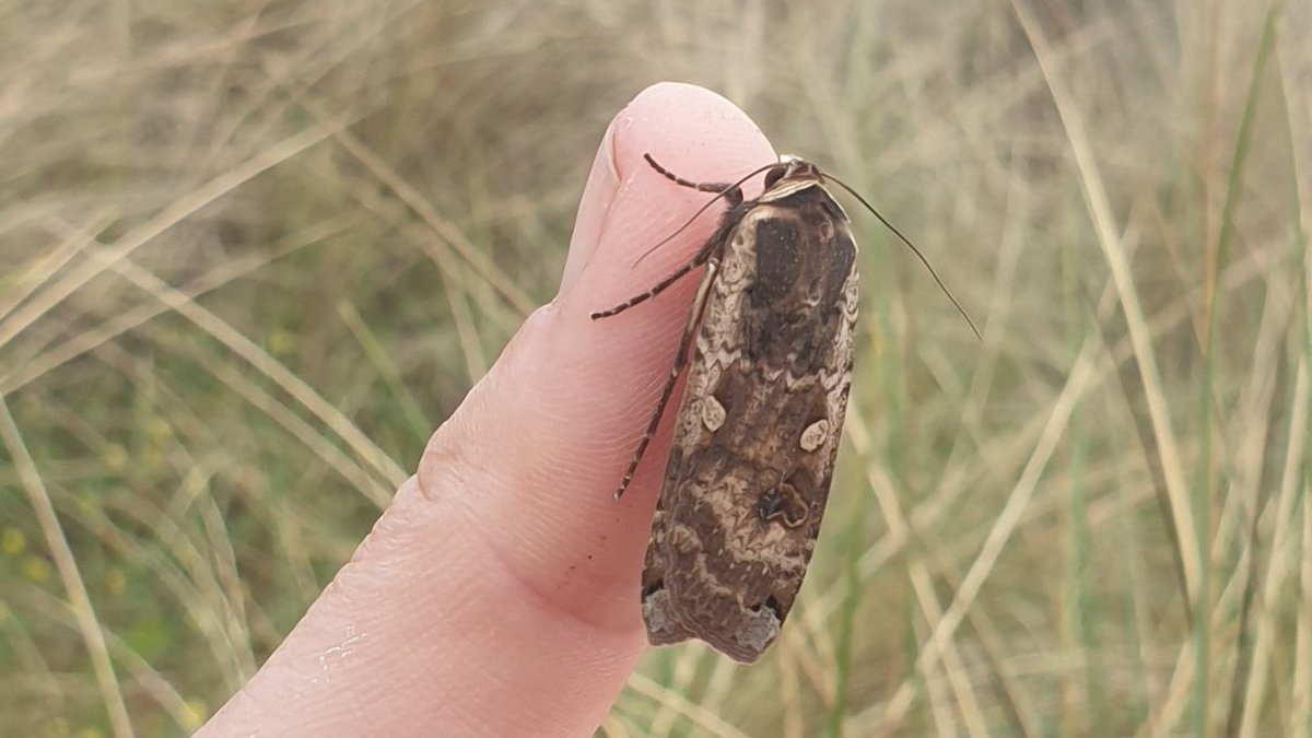 It's <a href="/insectweek/">Insect Week</a>! What better time for extra helpings of insect love🦋🐞🪳🐛🐝🦟

Light traps can provide close encounters with a wonderful variety of #moths &amp; other #insects. 

Perfect wildlife for sharing with others 🥰🤗🤍🤎

#MothsMatter #InsectWeek23