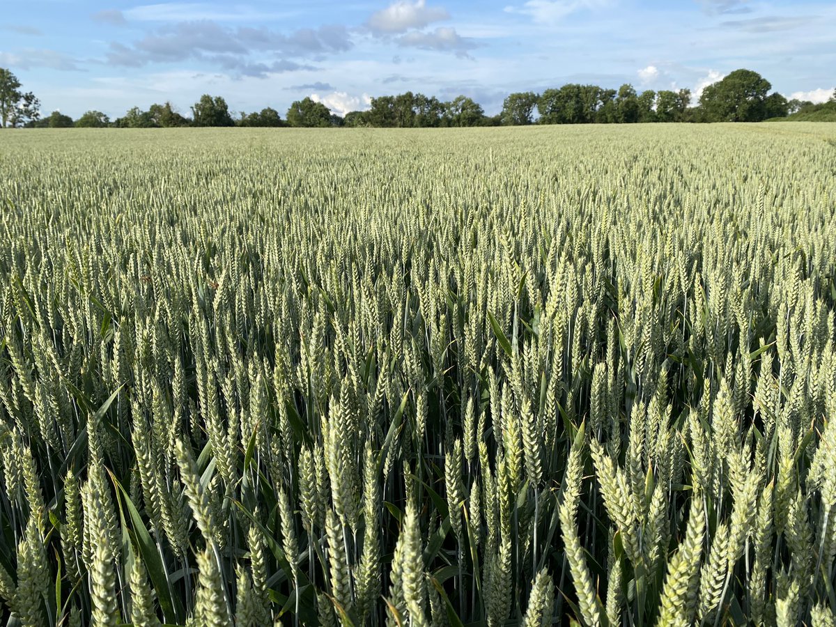 IntegratedSoils's tweet photo. Had the pleasure of seeing some of Tommy’s fantastic low input crops yesterday evening, some of which are fungicide free, some receiving only phosphite and sulphur and some conventional and all looking top shelf. Doing a great job stepping down his inputs. https://t.co/doq85nenEP