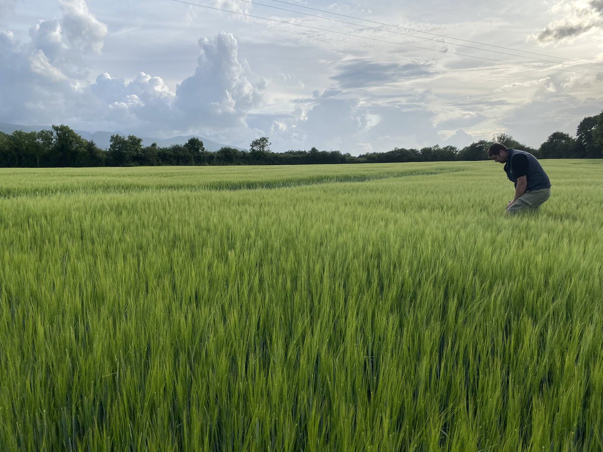 IntegratedSoils's tweet photo. Had the pleasure of seeing some of Tommy’s fantastic low input crops yesterday evening, some of which are fungicide free, some receiving only phosphite and sulphur and some conventional and all looking top shelf. Doing a great job stepping down his inputs. https://t.co/doq85nenEP
