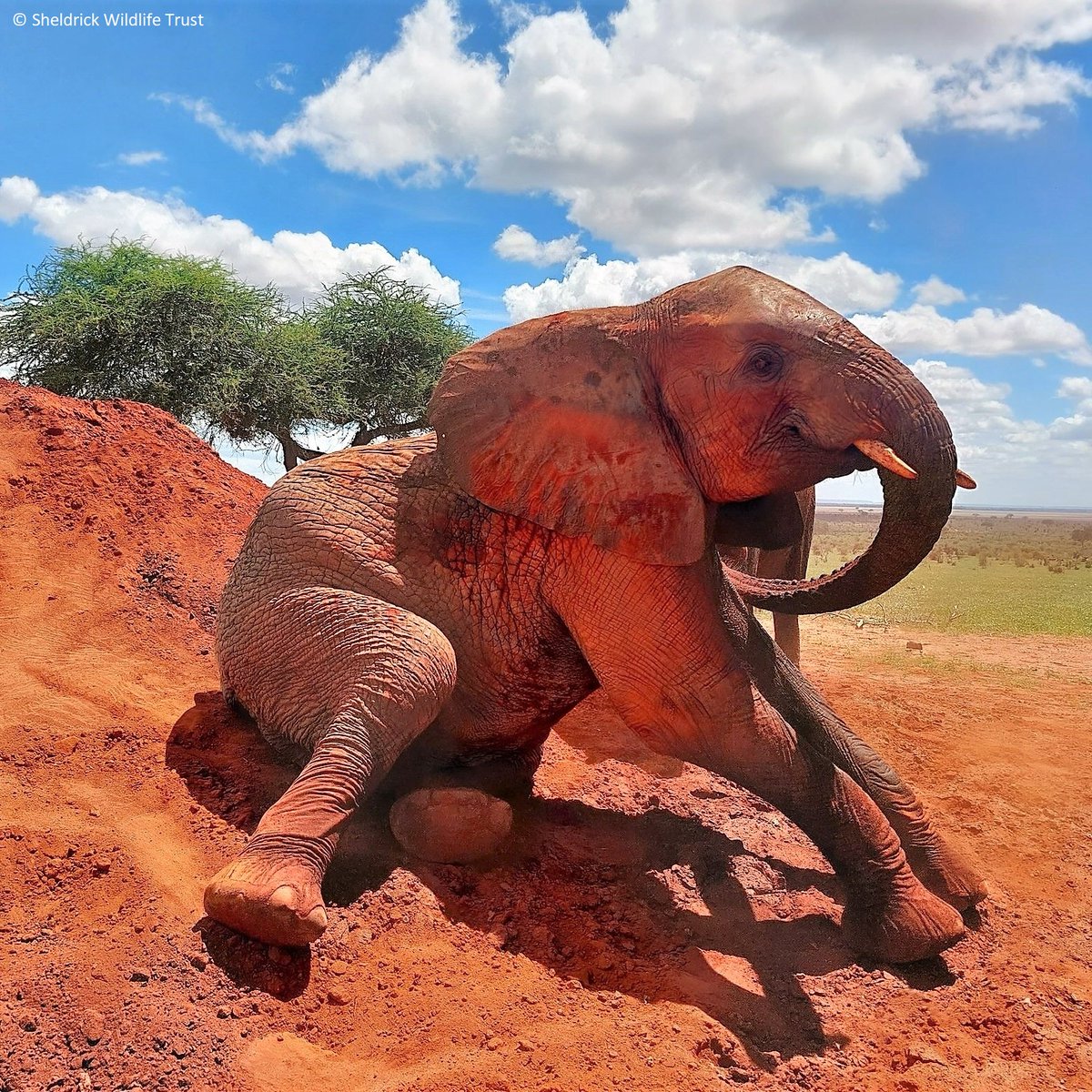At rescue, the sight of Emoli made our hearts sink. Collapsed, emaciated & barely able to lift his trunk, we weren't sure he'd make it through the night, let alone have a full future ahead of him. Yet here is today, all vigour & vim: sheldrickwildlifetrust.org/orphans/emoli #TransformationTuesday