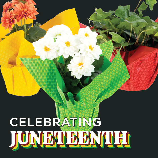 aroocompany's tweet photo. 🎉 Happy Juneteenth! 🎉 https://t.co/XA9CnQsF8E