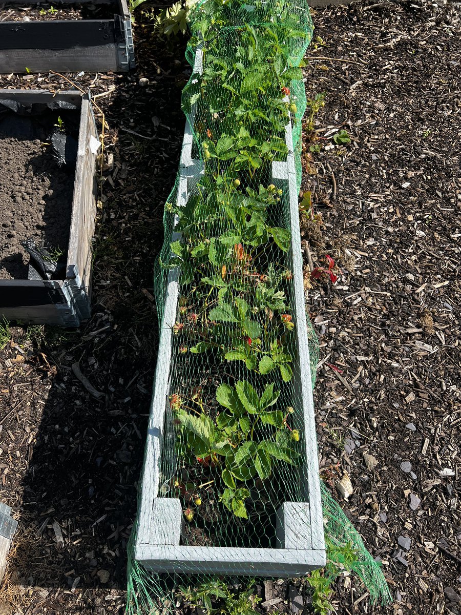 We noticed that some of our strawberries were turning red and some still had flowers. This prompted us to extend our learning and researched the life cycle of strawberries. 🍓🍓#beingme 
@wlelc 
@WL_STEM 
@froebeledin