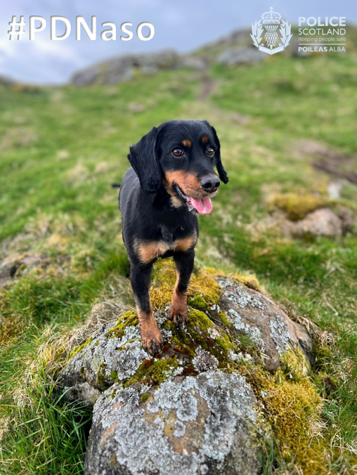 PSOSDogs's tweet photo. The Dog Unit supports officers &amp; the public throughout Scotland. That's precisely what #PDNaso &amp; #S326 did yesterday in Falkirk, where a drugs warrant was executed. PD Naso did really well &amp; sniffed out Ecstacy &amp; Cocaine; further enquiries by @PSOSFalkirk officers.

#TheNoseKnows https://t.co/xVWhgh9Qar