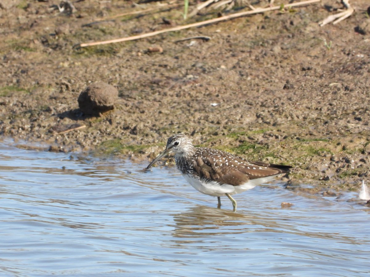 Blacktoft- Marsh harrier, Spotted redshank and Green sandpiper