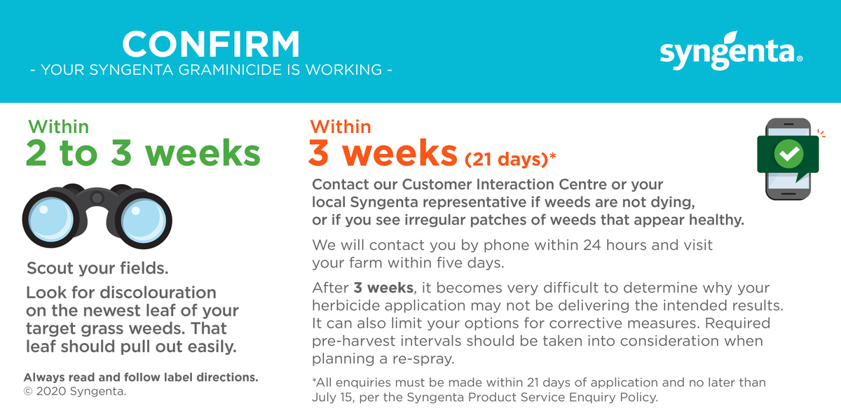As you scout your fields, look for discolouration on the newest leaf of the grass weeds you targeted with #Traxos or #Axial #graminicide. Give it a little tug – it should pull out easily
