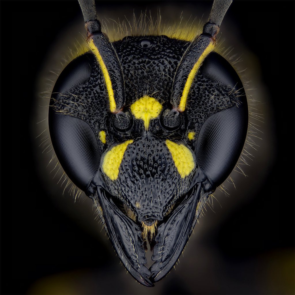 Potter wasp, Lehmwespe, Ancistrocerus sp.

#Ancistrocerus #wasp #wespe #hymenoptera #portrait #insects #entomology