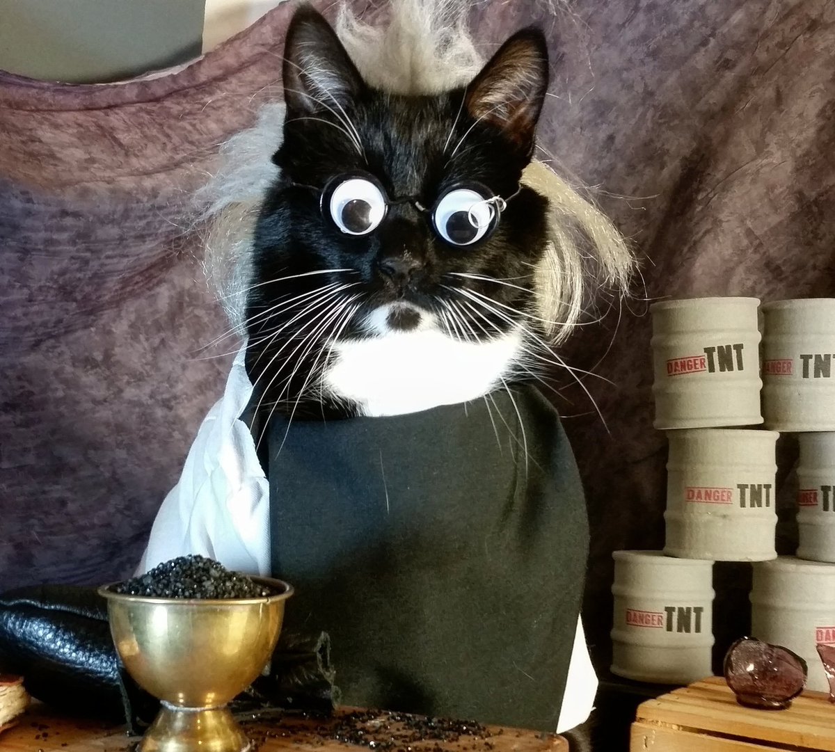 Cat Cosplay on Twitter