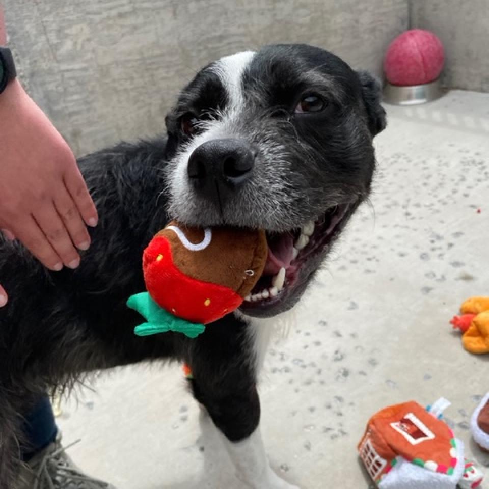 Our #PetoftheDay is Ryker! Ryker has been here since April, so let's get him a loving home. You can read more about him here: nevadahumanesociety.org/adopt-a-pet-do…