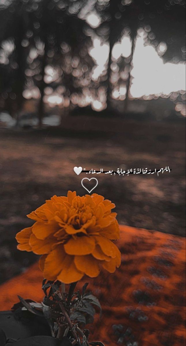 _jumanh20's tweet photo. ••

لكل مساء حكاية ..
رغم أن الغروب واحد ..
لا أعلم أمنياتكم ولكن أسأل الله ؛ 
أن يرزقكم فوق ما تتمنون .. 
سعادة تسع الكون بأكمله !

#مساء_الخي_ https://t.co/BVnkOGO7IJ