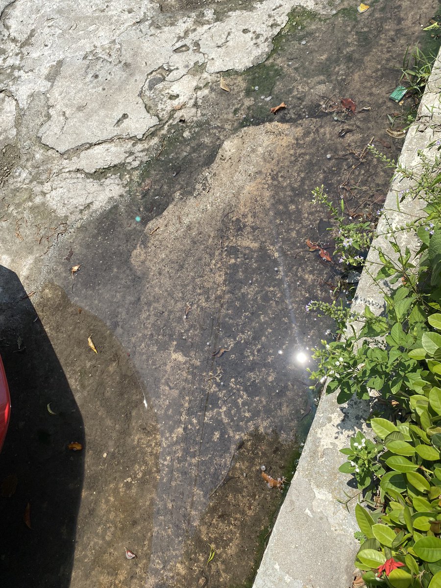 laurydx's tweet photo. @TuxtlaSMAPA espero le pronto seguimiento esta saliendo agua negras frente a mi puerta y hay otros vecinos igual varios registros estas tapados al parece dice un plomero colapso el tubo principal . https://t.co/2oVpK3eCHW