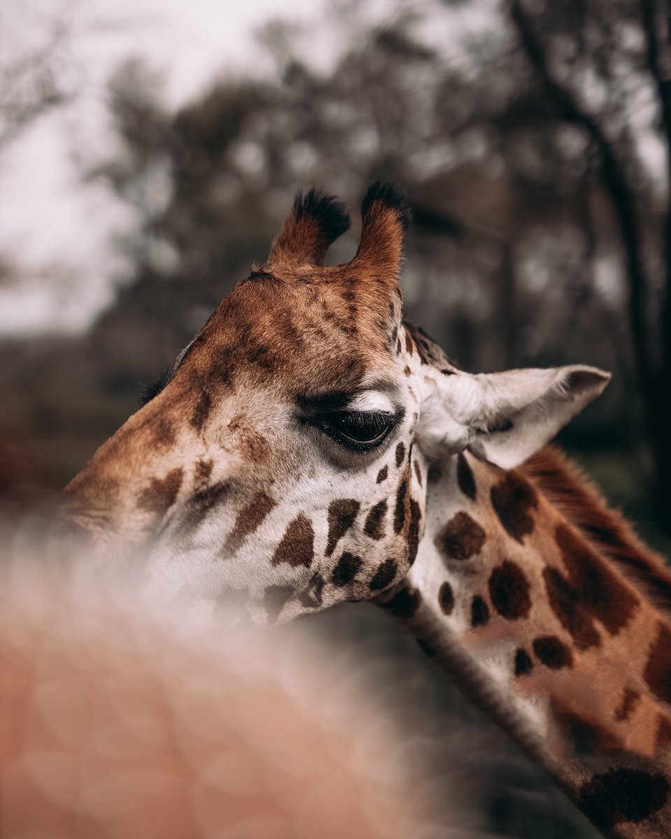 mossonyi's tweet photo. Postcards from at Nairobi, Kenya following the most wonderful trip with @YouTube 🦒 #YouTubeBlack https://t.co/tKD6ghZqL1