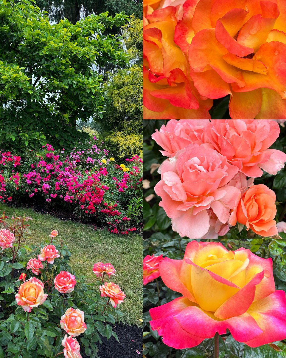 tedboyer's tweet photo. Until next time, Portland! 🌹🏡❣️ https://t.co/BaCOvZmXk8