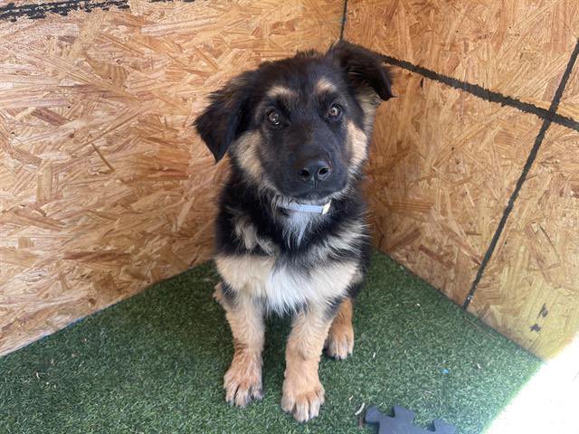 14 weeks old, this little beauty is waiting in the Lancaster CA shelter. He needs a family before his life is at risk and we need to get him seen! Please pledge RT, shelter info is below if interested. 
#A5561617
Shelter info: twitter.com/animalancaster…

petharbor.com/pet.asp?uaid=L…