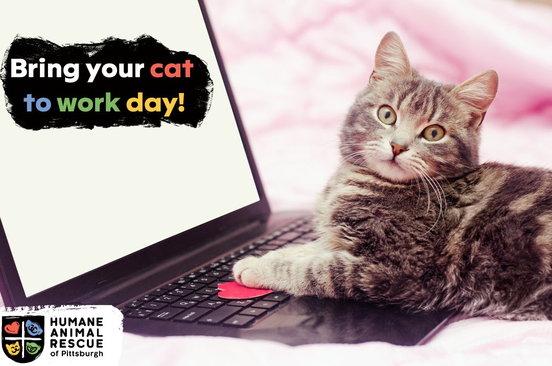 HARPSavesLives's tweet image. It&apos;s National Take Your Cat to Work Day! What kind of co-worker would your cat be? Share a photo of your adorable desk buddy and tag us! 

Looking for your purr-fect feline friend? bit.ly/3M4ZlsB 
#harpsaveslives #pittsburgh #adoptlocal #takeyourcattoworkday #kittens