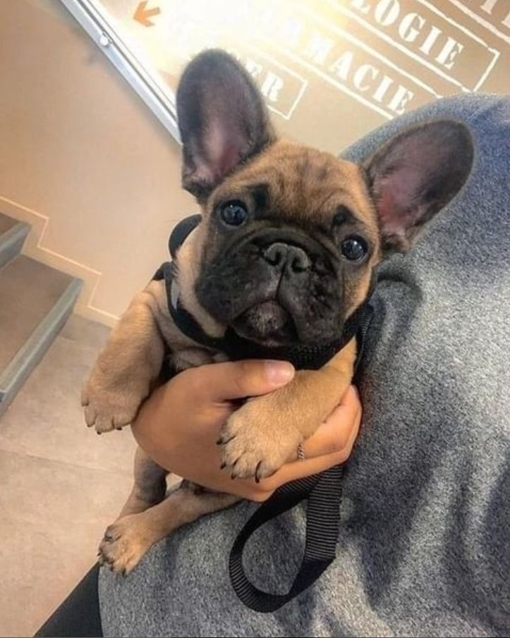 How cute?♥️🐕😍
.
.
#frenchiesoftheday #bulldogdays #frenchbulldogpups #frenchiepetsupply