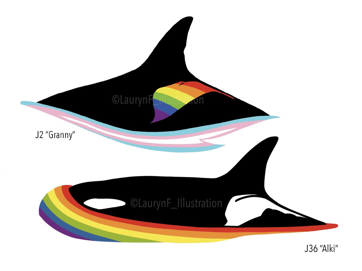 It’s Pride and Orca Action Month! I’m a a bit behind, but I had to make some Southern Resident killer whale Pride designs!