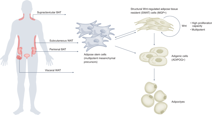 NatMetabolism's tweet image. Online now! Maintenance of adipose progenitors in adipogenesis dlvr.it/Sqw8Zf