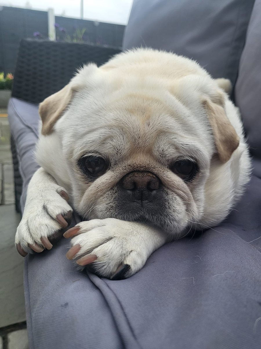 #missTilly is 7 today happy birthday to the most loving sassy fun young lady #pug #pugsontwitter #dogs #dogsontwitter #birthdaygirl #frenchbulldogs #Diva #adayinthelife  💕💕💕❤️u #mom #mrjax