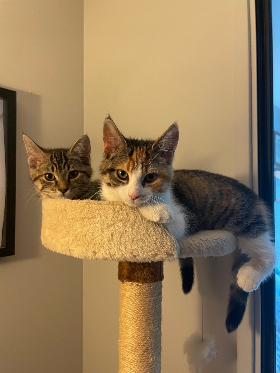 _missybean's tweet photo. This is now a kitten account https://t.co/tszLIboRfh