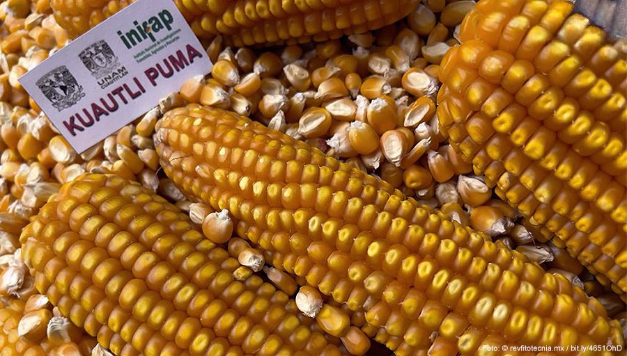 UNAM_MX's tweet photo. #BoletínUNAM Tres variedades de maíz amarillo Puma fueron desarrolladas por #ExpertasUNAM y #ExpertosUNAM para disminuir las importaciones de maíz transgénico > https://t.co/0xmUiYYa5M https://t.co/6MInduaH5j