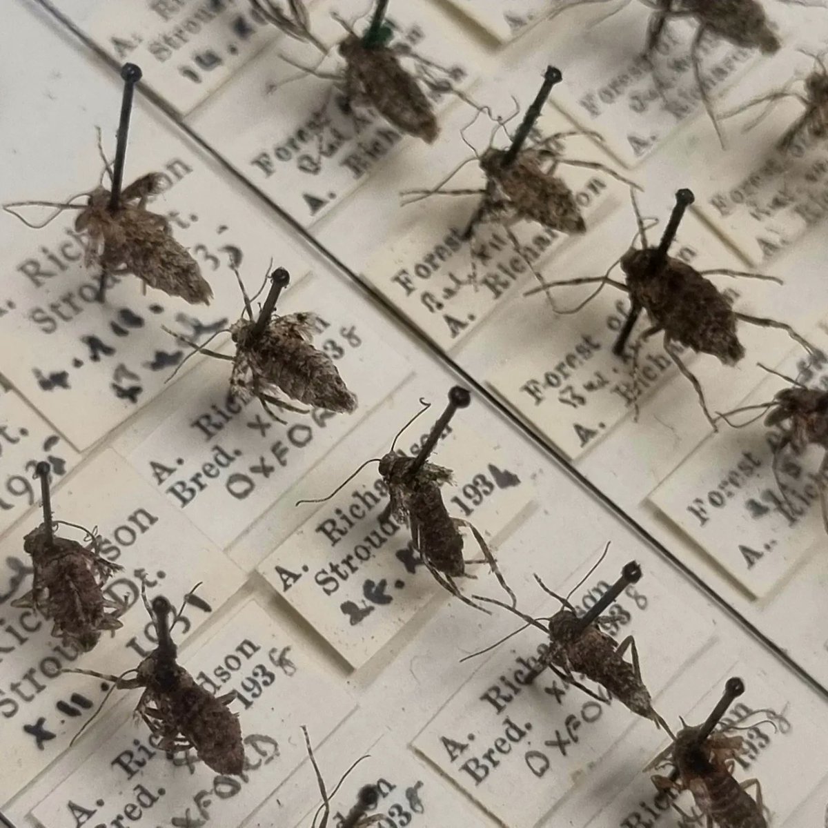 AnnaAitken_'s tweet photo. Each drawer may contain several species, and within species there can be different stages or sexes, like these wingless Winter Moth ladies and Scarce Tissue larvae.
 
I've done this for over 33,899 specimens since beginning, that's 21 out of 24 cases. https://t.co/36QE6xdADN