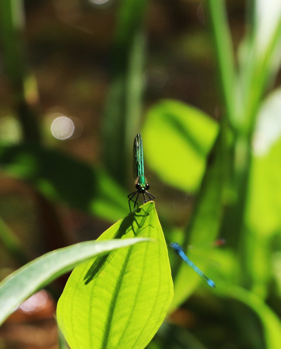 Meadowendy (@wendyholliday13) on Twitter photo Lots of large red and azure damselfly action at the pond today and a very special appearance by a female banded demoiselle! <a href="/BDSYorkshire/">York. Dragonfly Grp.</a> @WhitbyNats Lots of large red and azure damselfly action at the pond today and a very special appearance by a female banded demoiselle! <a href="/BDSYorkshire/">York. Dragonfly Grp.</a> @WhitbyNats