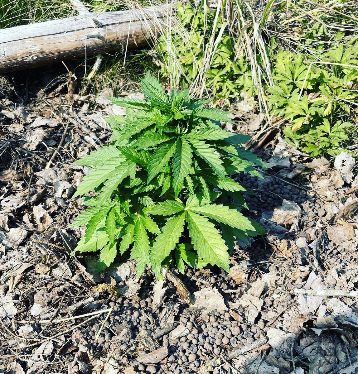growguide1's tweet photo. Suomen suvi ja #hamppu 😍

#ulkokasvatus #outdoorgrow #fastbuds #purplepunchauto #kuviakäyttäjiltämme #41pv #hamppuforum #kesä https://t.co/c7n58MmQFr