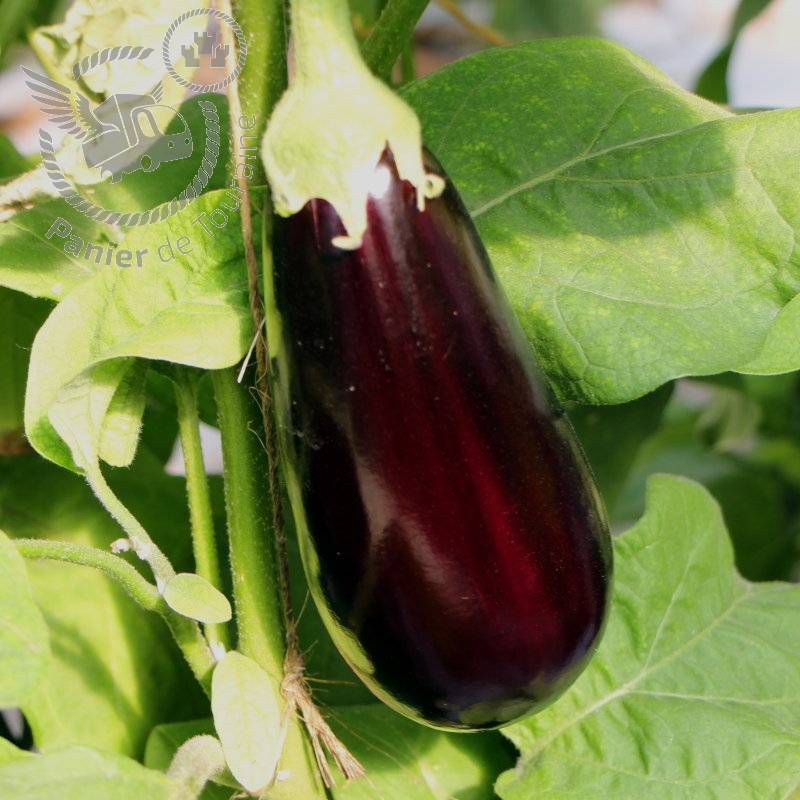 PanierTouraine's tweet photo. 🌞 Faites le plein de saveurs estivales ! 🍅 - https://t.co/tYoZRQnCIg https://t.co/ZvHY23hbzJ
