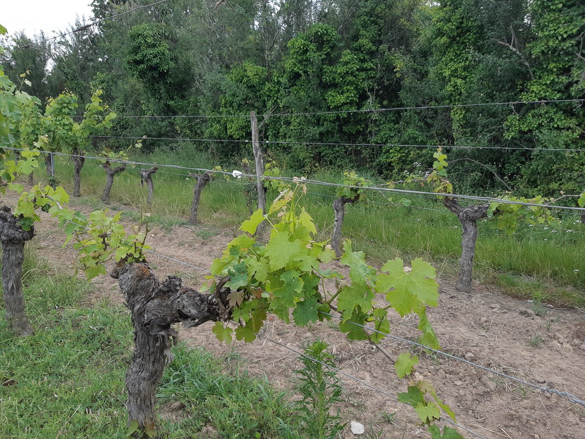 Leçon #écologie et #circuitscourts  parce que suis #ecolo . 
Les chevreuils mangent mes vignes (les gourmets 😏), je mange les chevreuils, CQFD. 
Vive les bosquets, bois, haies, ect... 
#biodiversite
#chasse