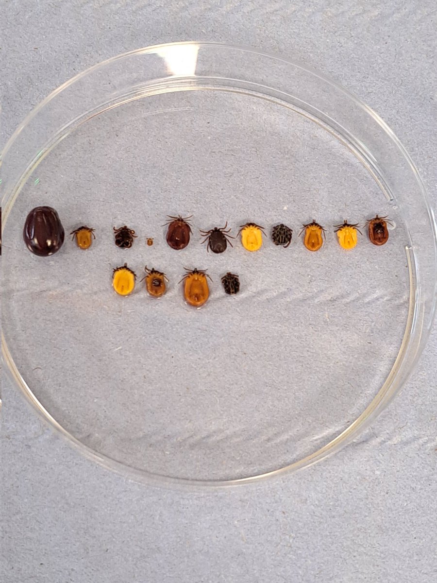 pollyhayes's tweet photo. MSc students selecting tick specimens = an art form (of sorts)! π· #ticks #tickbornepathogens #tickbornediseases @LifeSciWestmin https://t.co/LfmHQnu9y1
