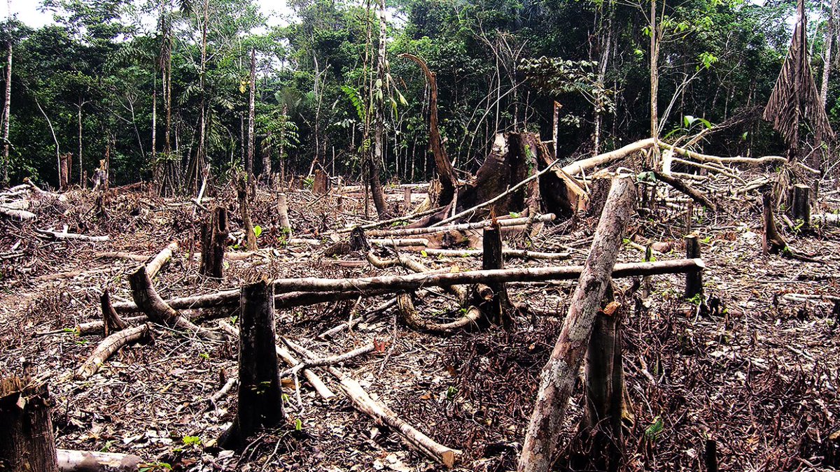 IPAM_Amazonia's tweet photo. Defina brega em uma imagem: https://t.co/icU0kf3kPW