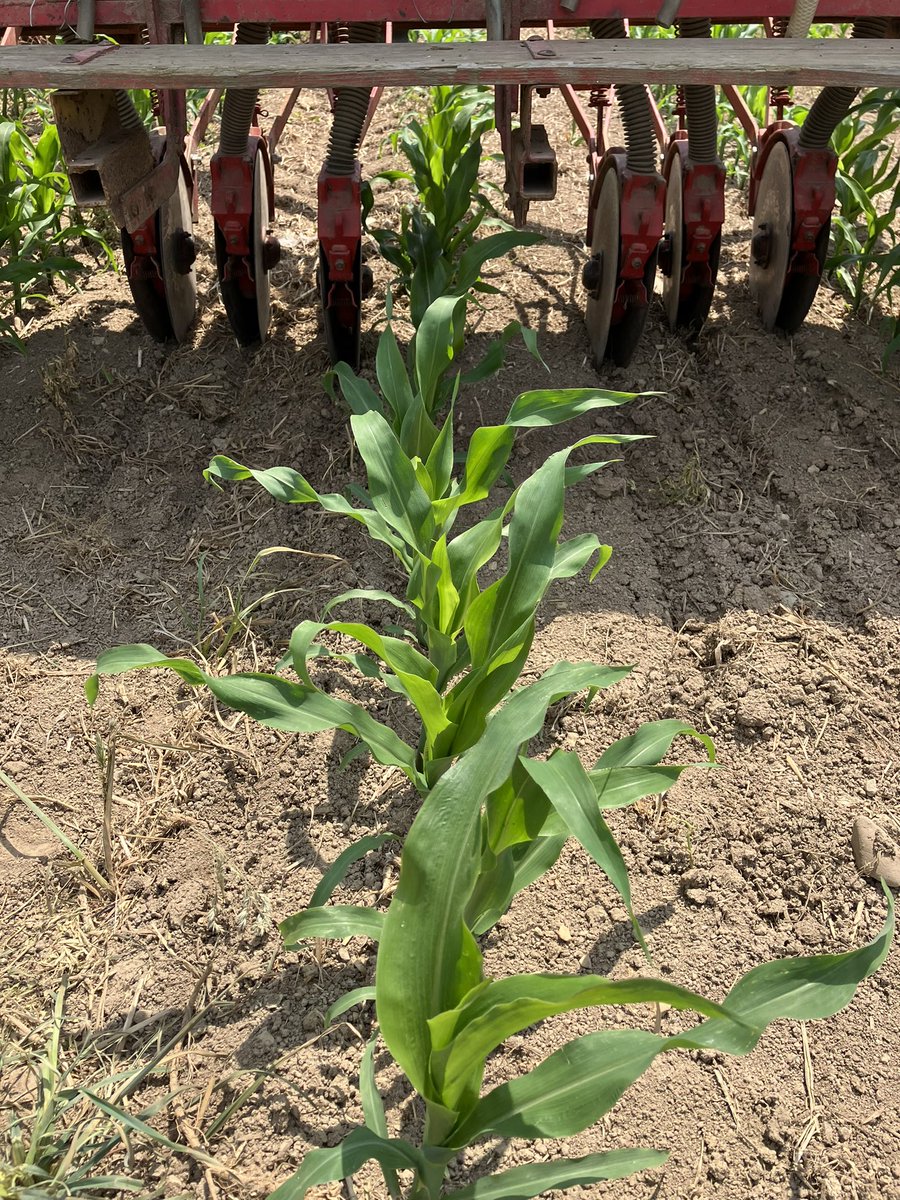 Interseeding cover crop into the corn today. Ryegrass, turnip and clover. Looking to add value when grazing corn stover in Nov/Dec. Some rain would help make this a success. #sheepgrazing #covercrop