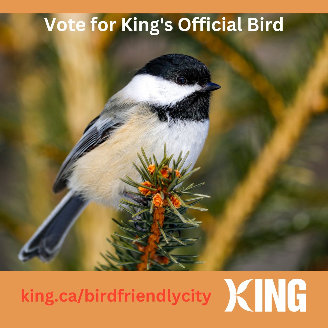 Residents invited to help choose King Township's official bird — robin, hawk, chickadee, cardinal or the pine warbler yorkregion.com/news/residents… via @yorkregion