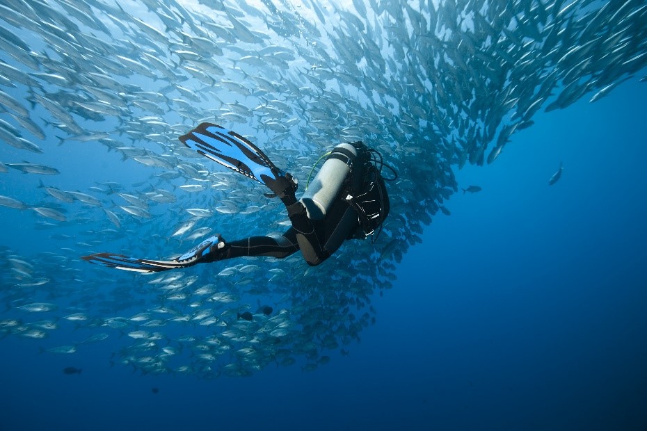 Can you scuba dive without a certification? Read our blog to find out: padi.co/bioidm #scubadiving #getyourpadi #liveunfiltered