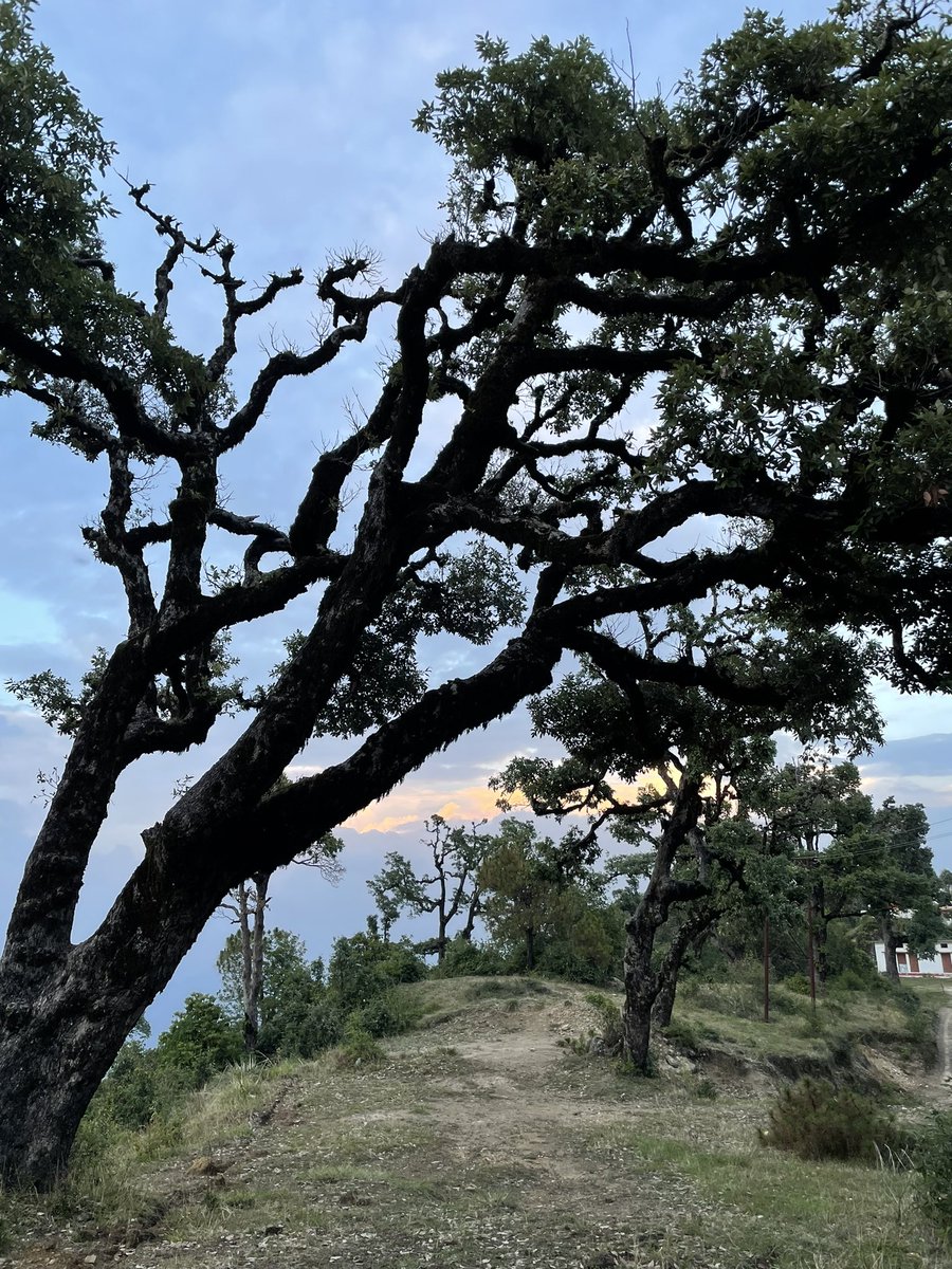 lyfeinframes's tweet photo. Beauty in every frame!
#floraandfauna #hills #uttarakhand  #kotkailash https://t.co/F31AdmMN09