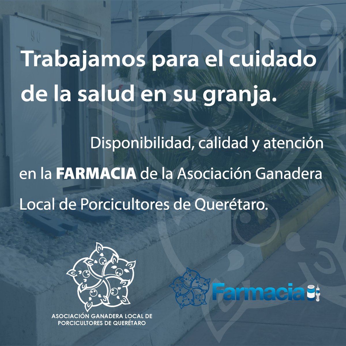Porcicultores de Querétaro (@oficialaglpq) on Twitter photo 