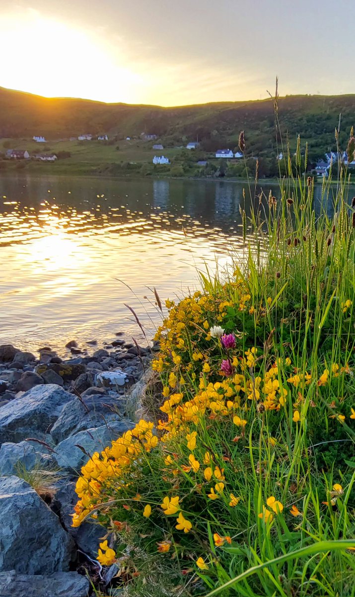 don_esson's tweet photo. #IsleofSkye
#Uig #Cuil
🌼 🌸 🌻 🌊 🌞
"What a lonely place it would be to have a world without a wildflower!”
Roland R Kemler https://t.co/GDYbTzyUFT