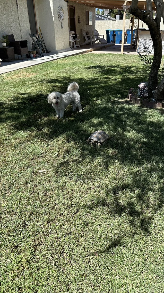 Big day!  RBT2 has moved out of the habitat and onto a burrow in the yard. Our dogs are in heaven. They are following this tortoise all around the yard!