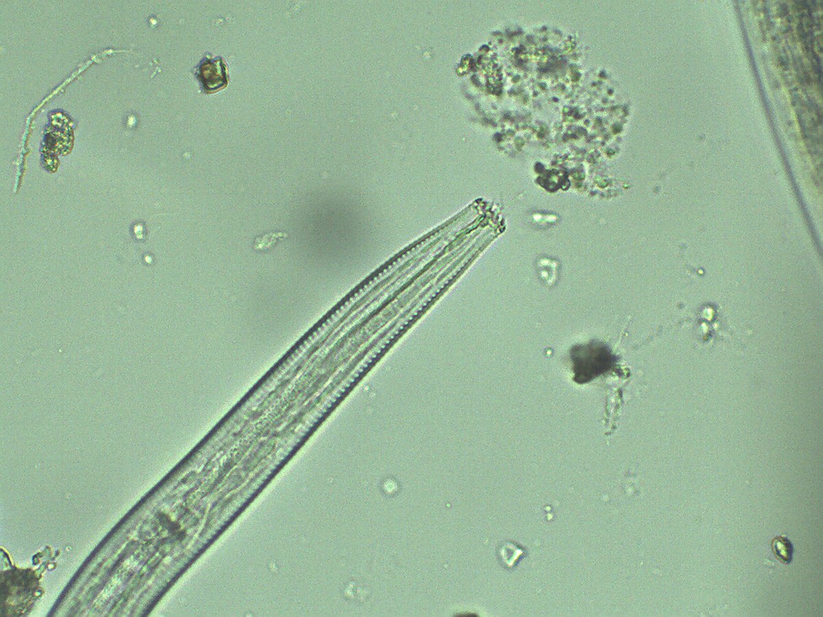 Diakhate_12's tweet image. #Bacterialfeeders are important in nutrients cycling  #cervidellus and #Acrobeles are one of them @activeplantnema @Alex_Holovachov @BrianDarbyLab @Valeria_orl7 @LesSchumacher
